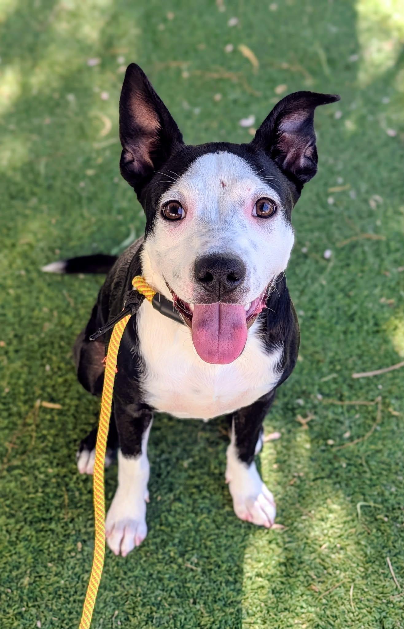 26-124, ADOPTABLE, Adult Female Pit Bull Terrier.