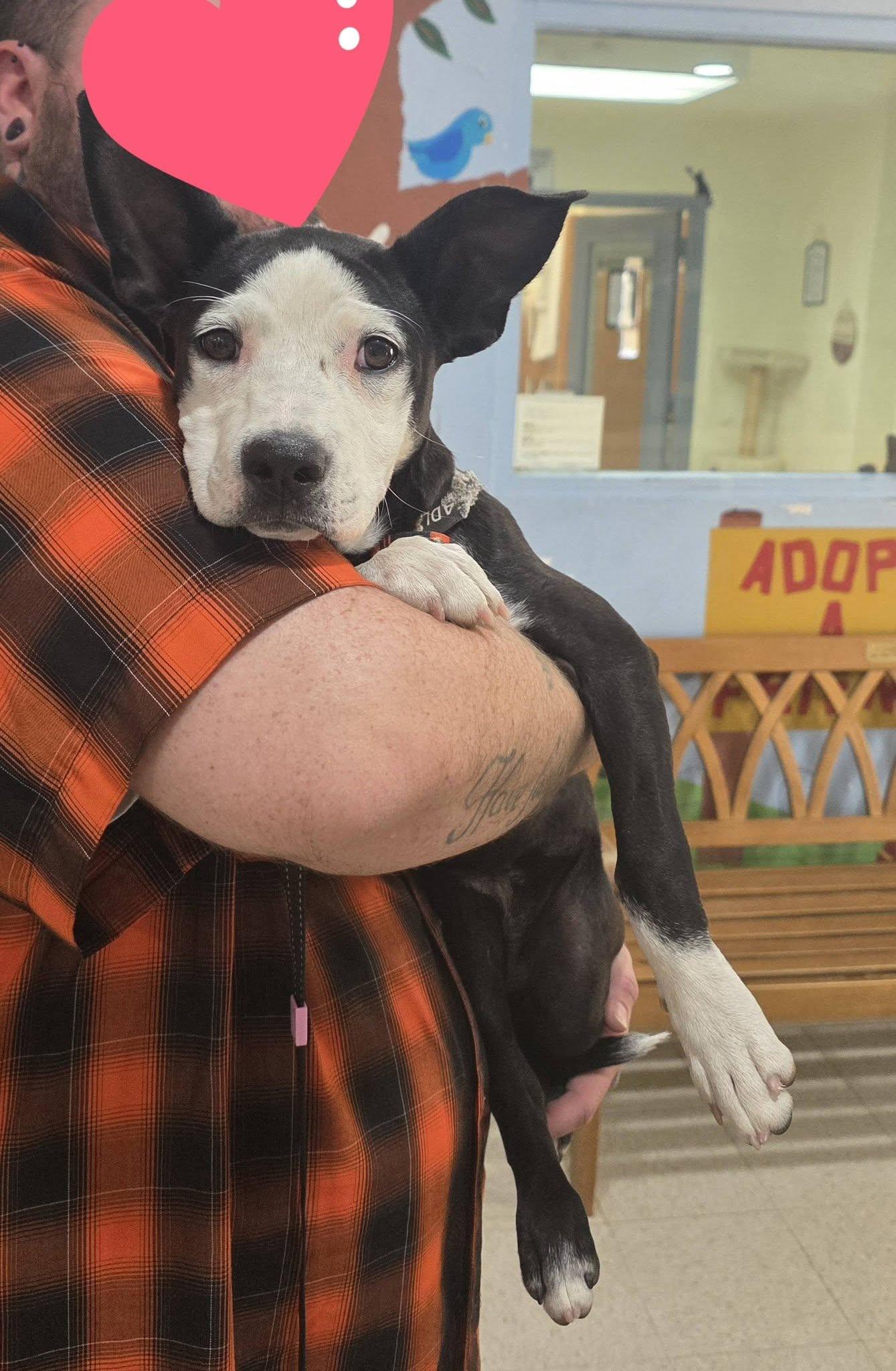 26-124, a ADOPTABLE Pit Bull Terrier in Ridgecrest, CA image 2/2