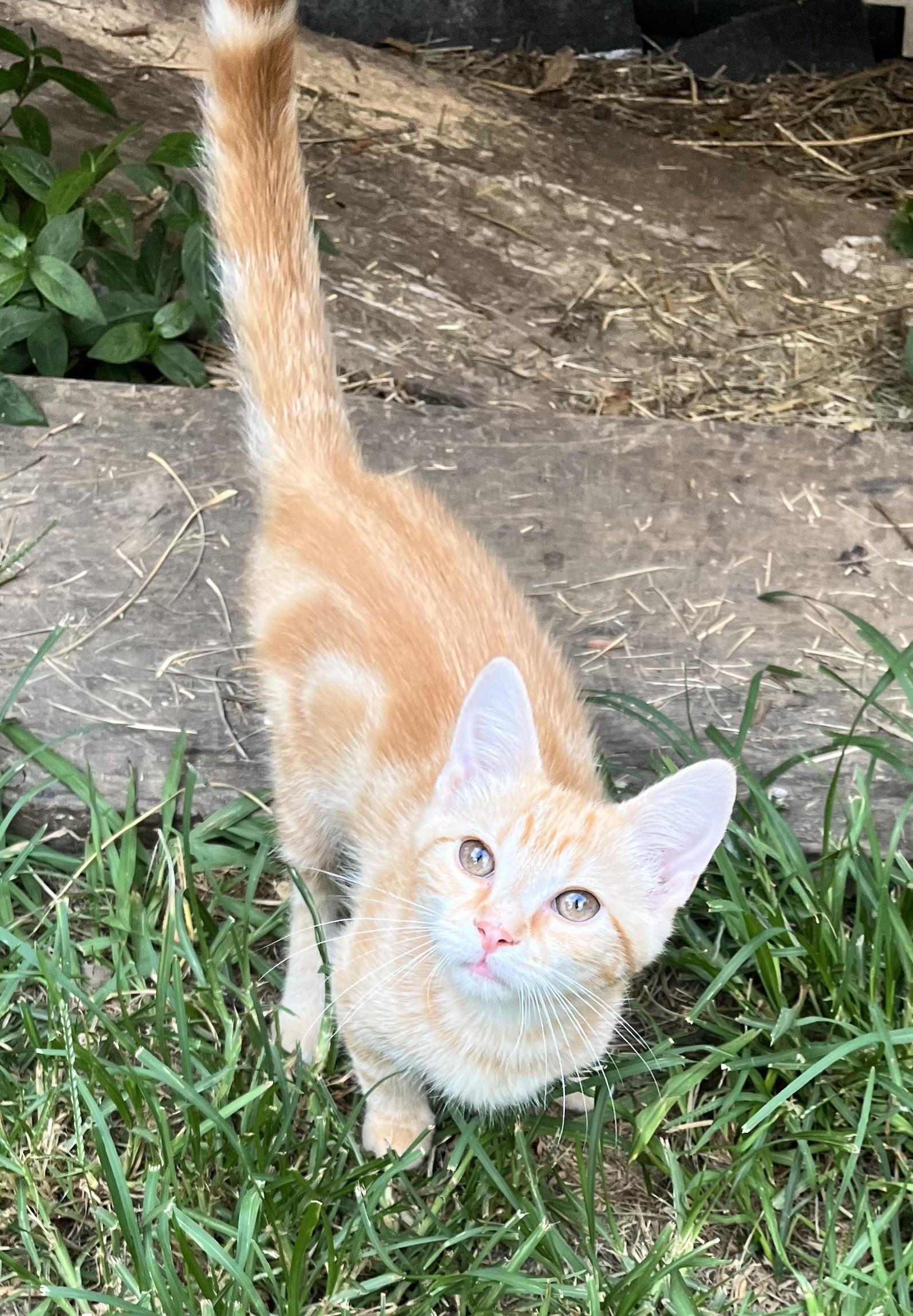 Wilder (Peg-fostered in TN), Baby Male unknown