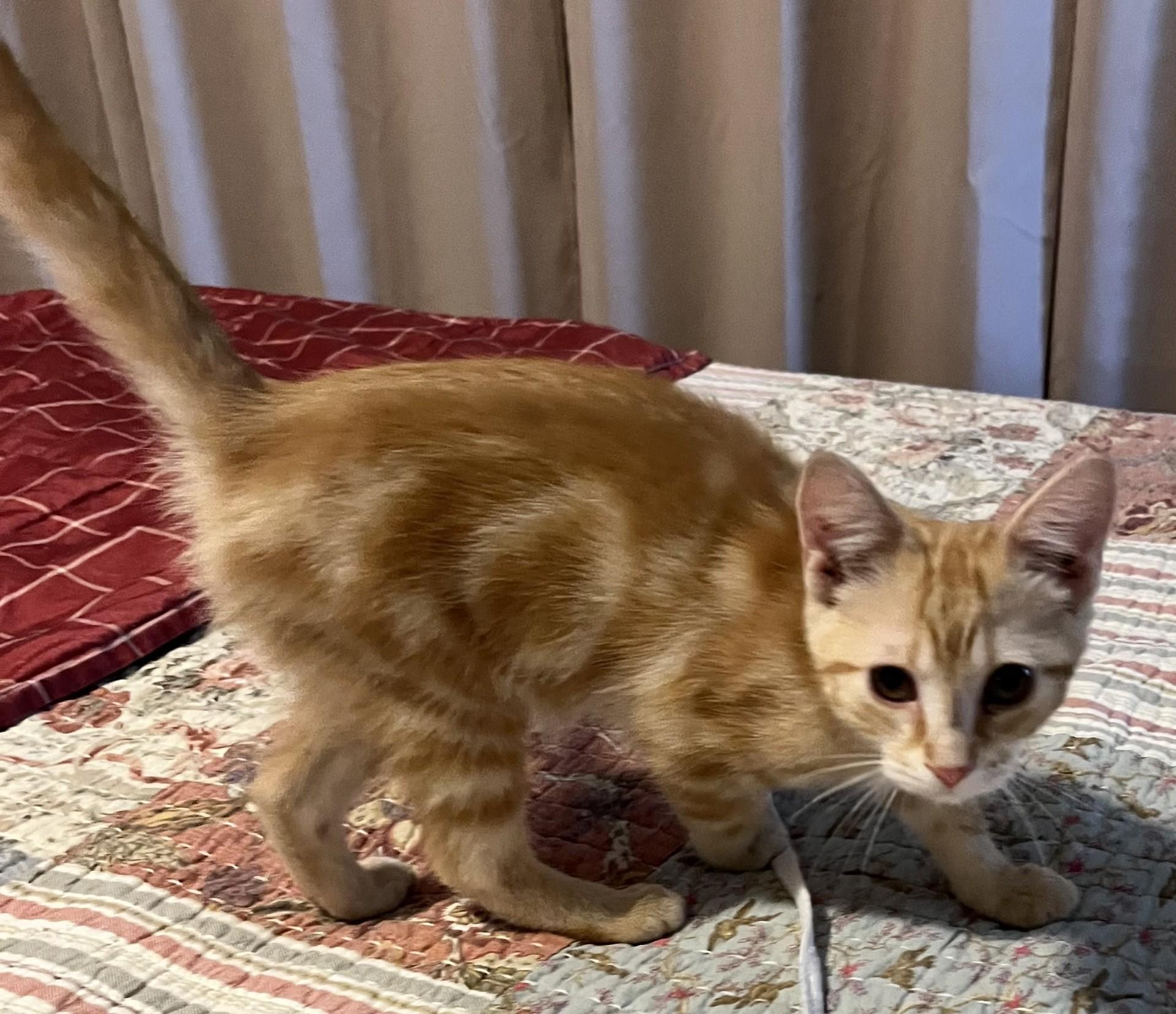 Wilder (Peg-fostered in TN) photo 6