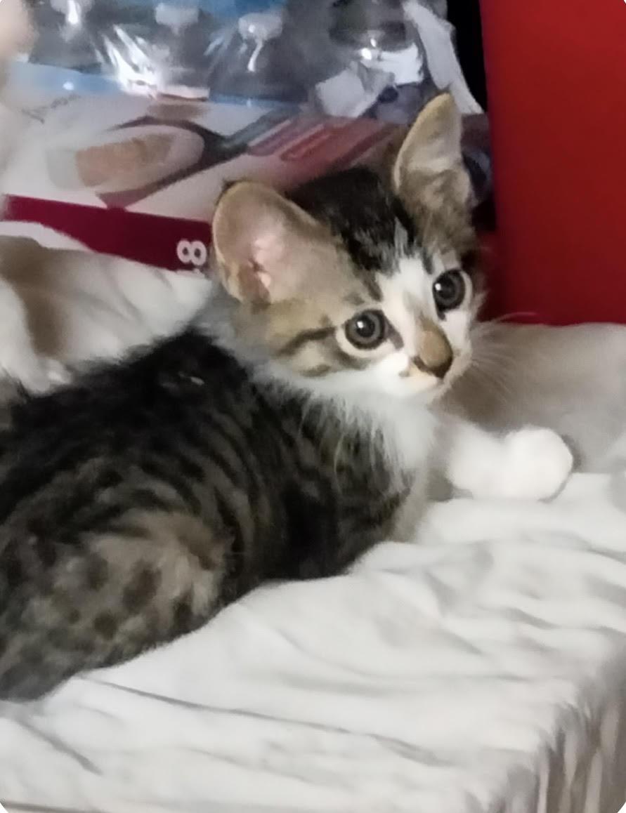 Jojo, adoptable, Kitten Male Domestic Short Hair.