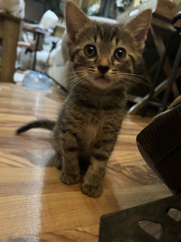 LIL, Adoptable, Young Male Domestic Short Hair.