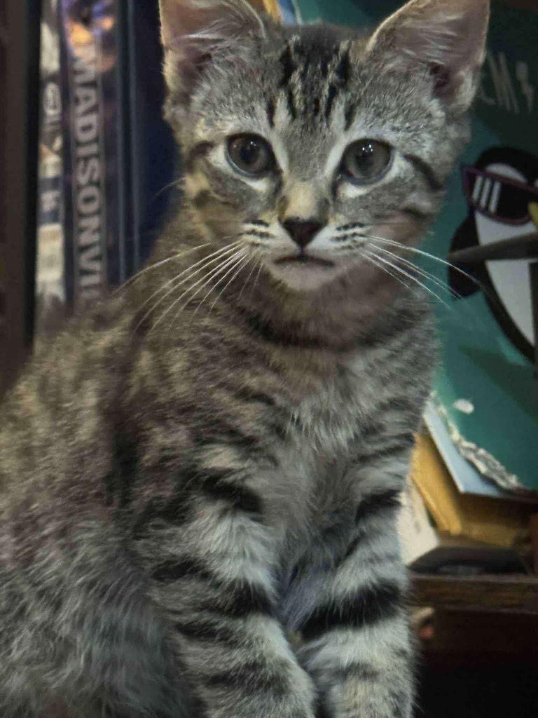 Enlarge LIL, a Adoptable Domestic Short Hair in Cromwell, KY image 2/3