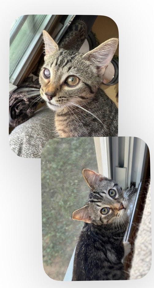 Enlarge LIL, a Adoptable Domestic Short Hair in Cromwell, KY image 3/3