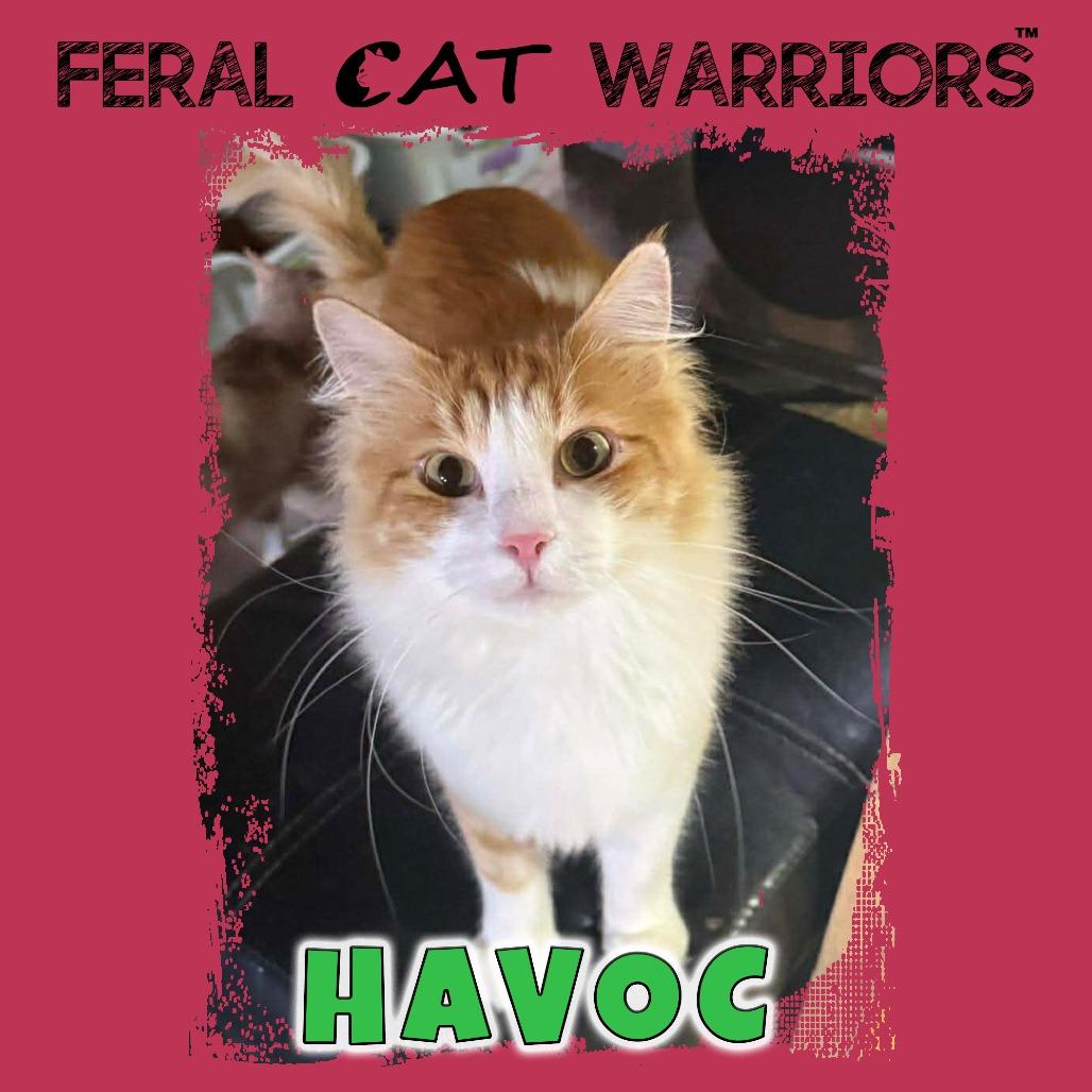 Enlarge Havoc, a Adoptable Domestic Long Hair in Kingman, AZ image 1/1