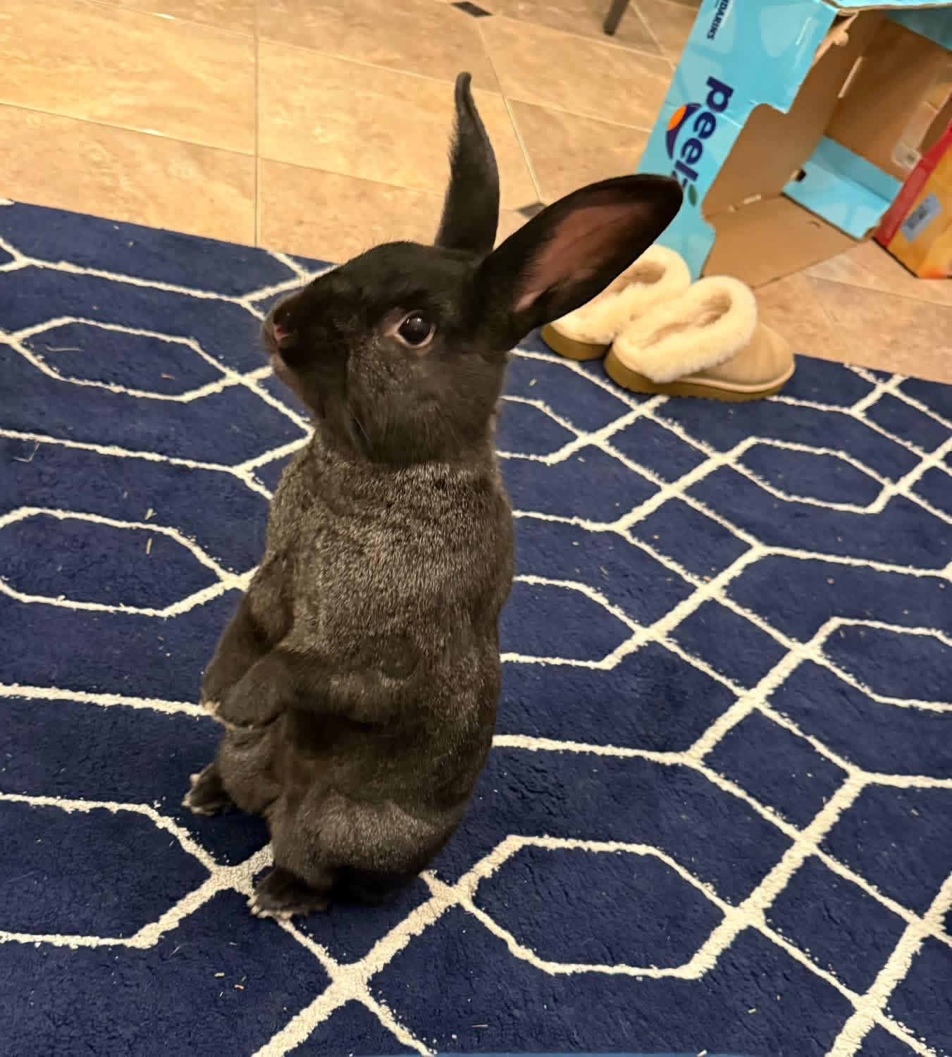 Mr and Mrs Hollywood , a ADOPTABLE Dutch in St. Charles, MO image 1/4