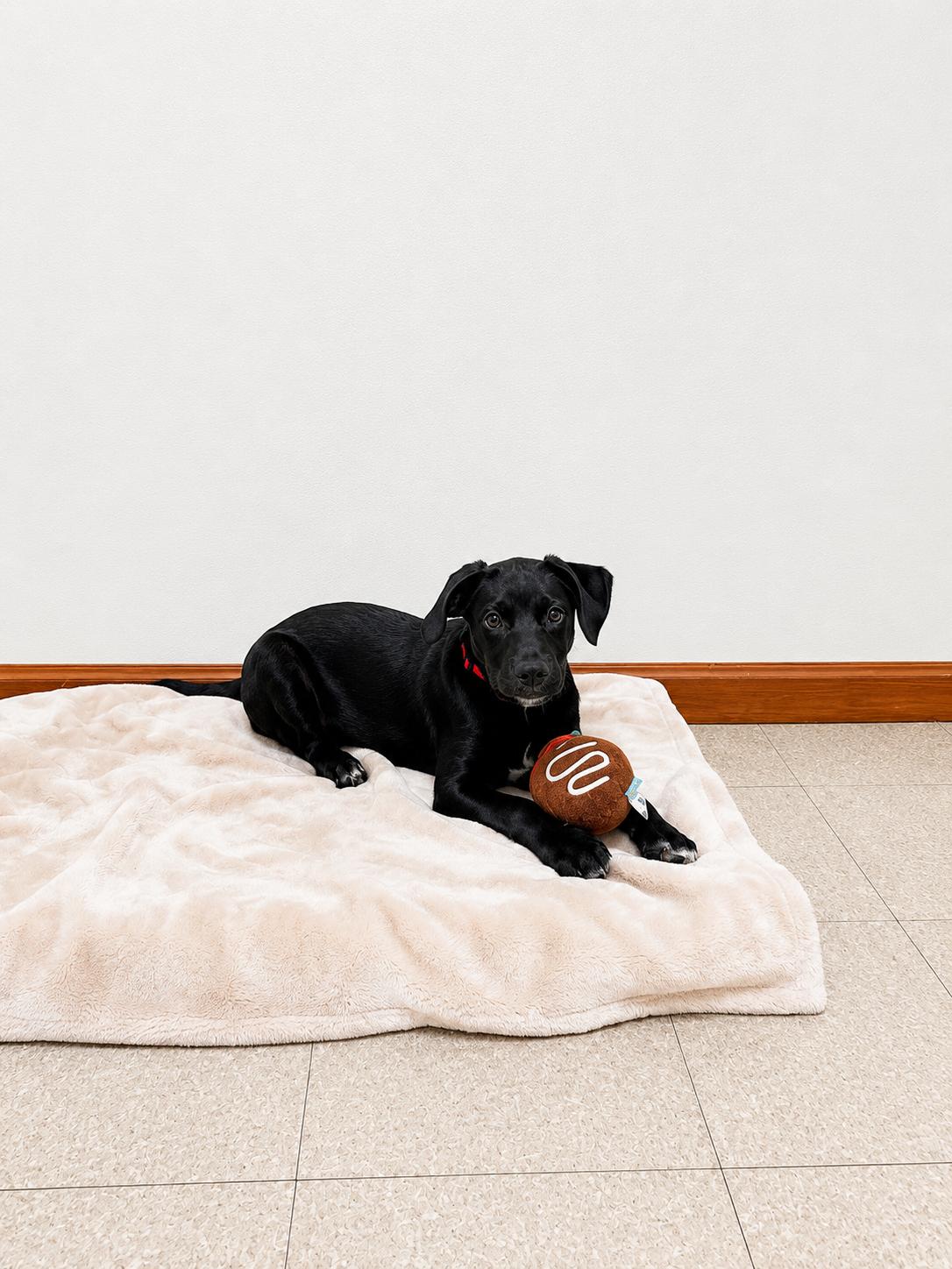 Black Jack, a ADOPTABLE mixed breed in Douglas, MA image 4/4