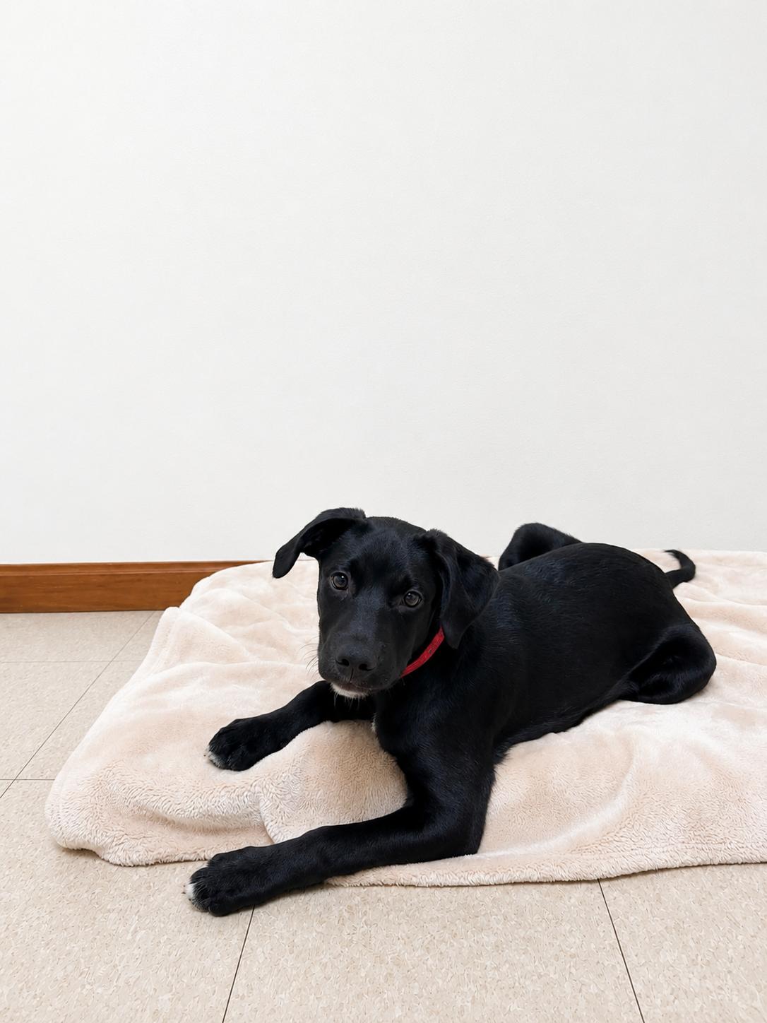 Black Jack, a ADOPTABLE mixed breed in Douglas, MA image 3/4