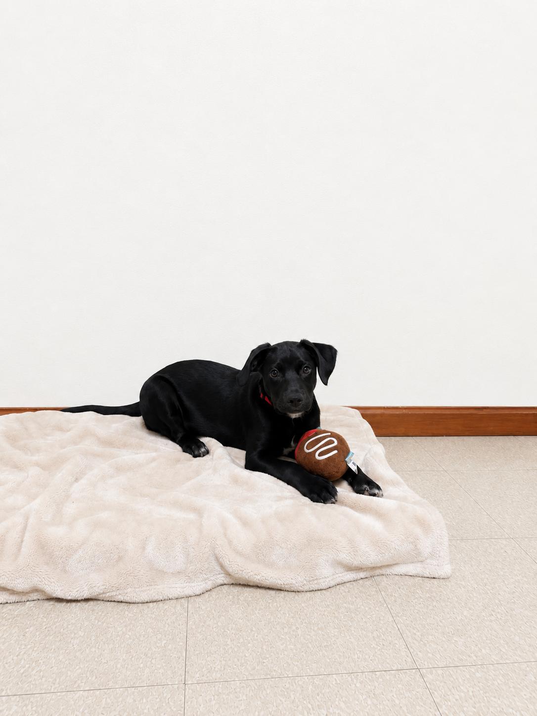Black Jack, a ADOPTABLE mixed breed in Douglas, MA image 2/4