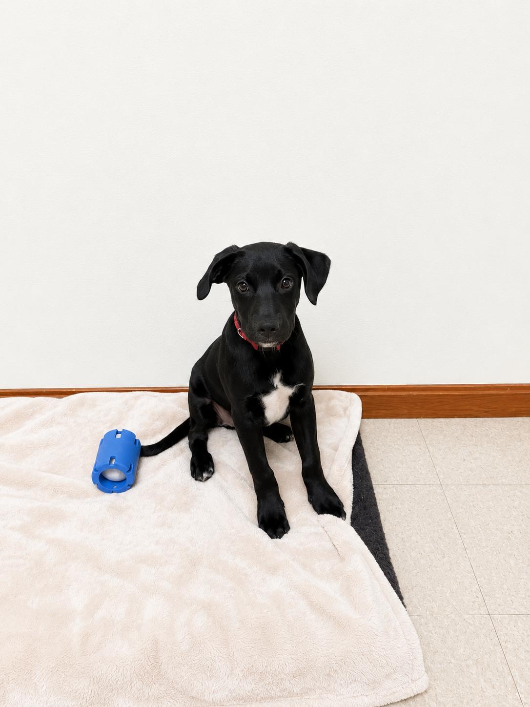 Black Jack, a ADOPTABLE mixed breed in Douglas, MA image 1/4