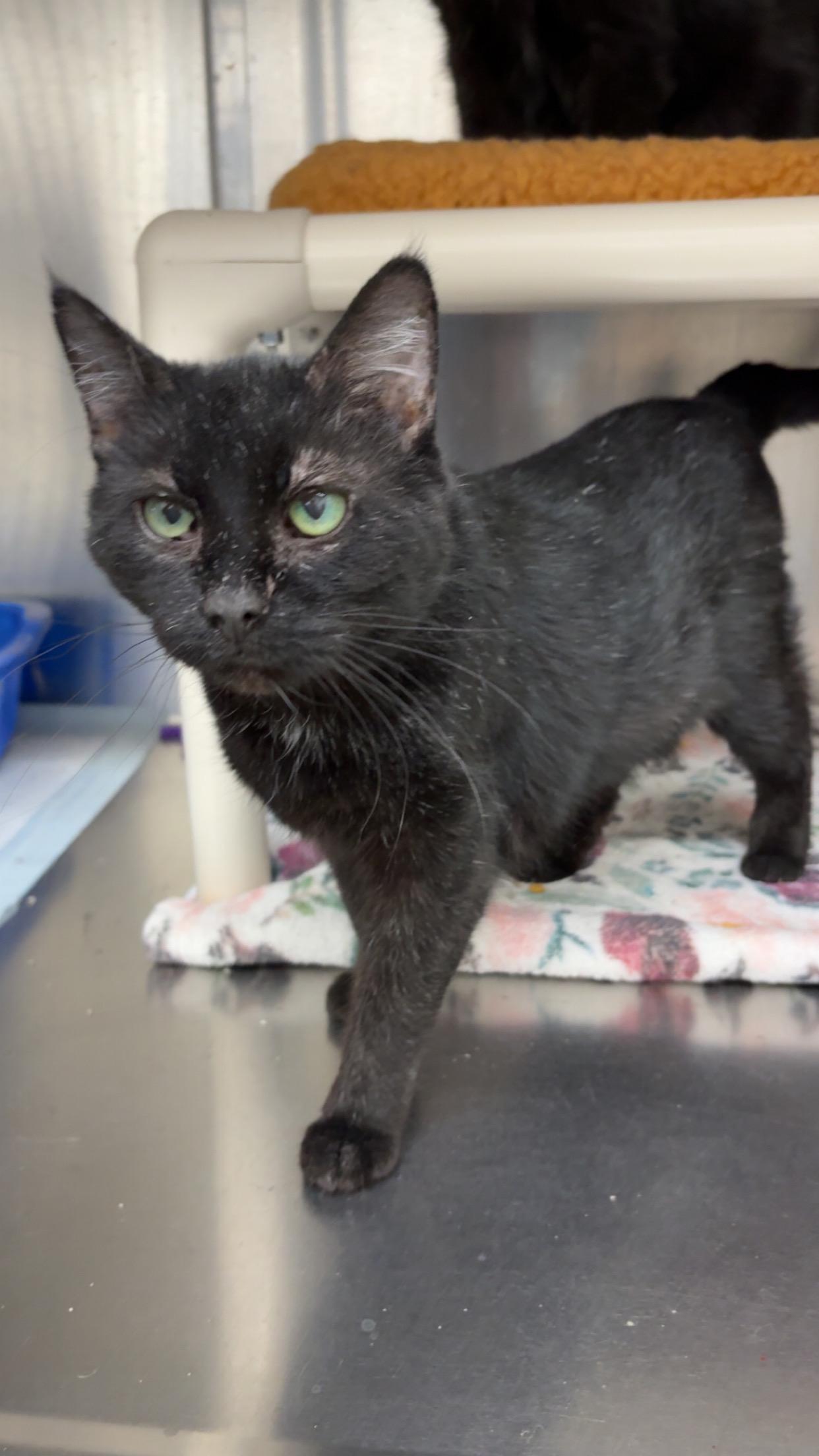 Blackberry, ADOPTABLE, Adult Female Domestic Short Hair.