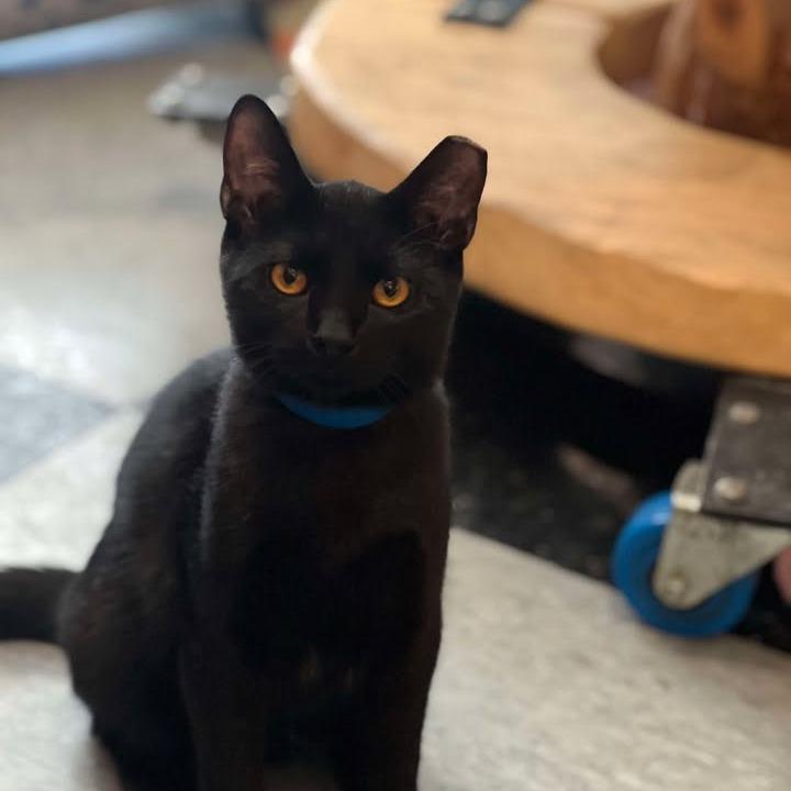 Enlarge Acorn, a Adoptable Domestic Short Hair in Reisterstown, MD image 1/1