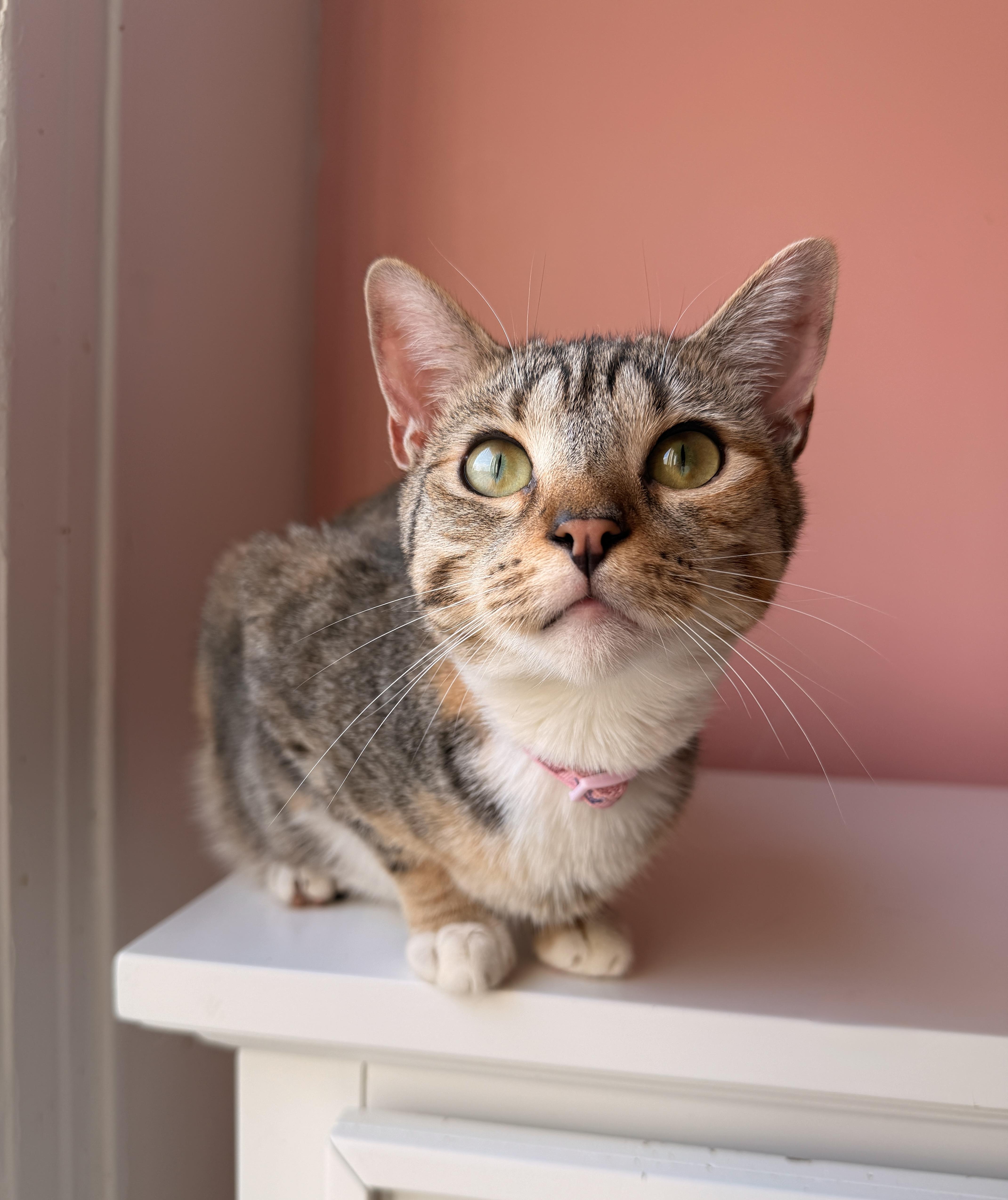 Enlarge MAYA, a Adoptable Calico in New York, NY image 1/6