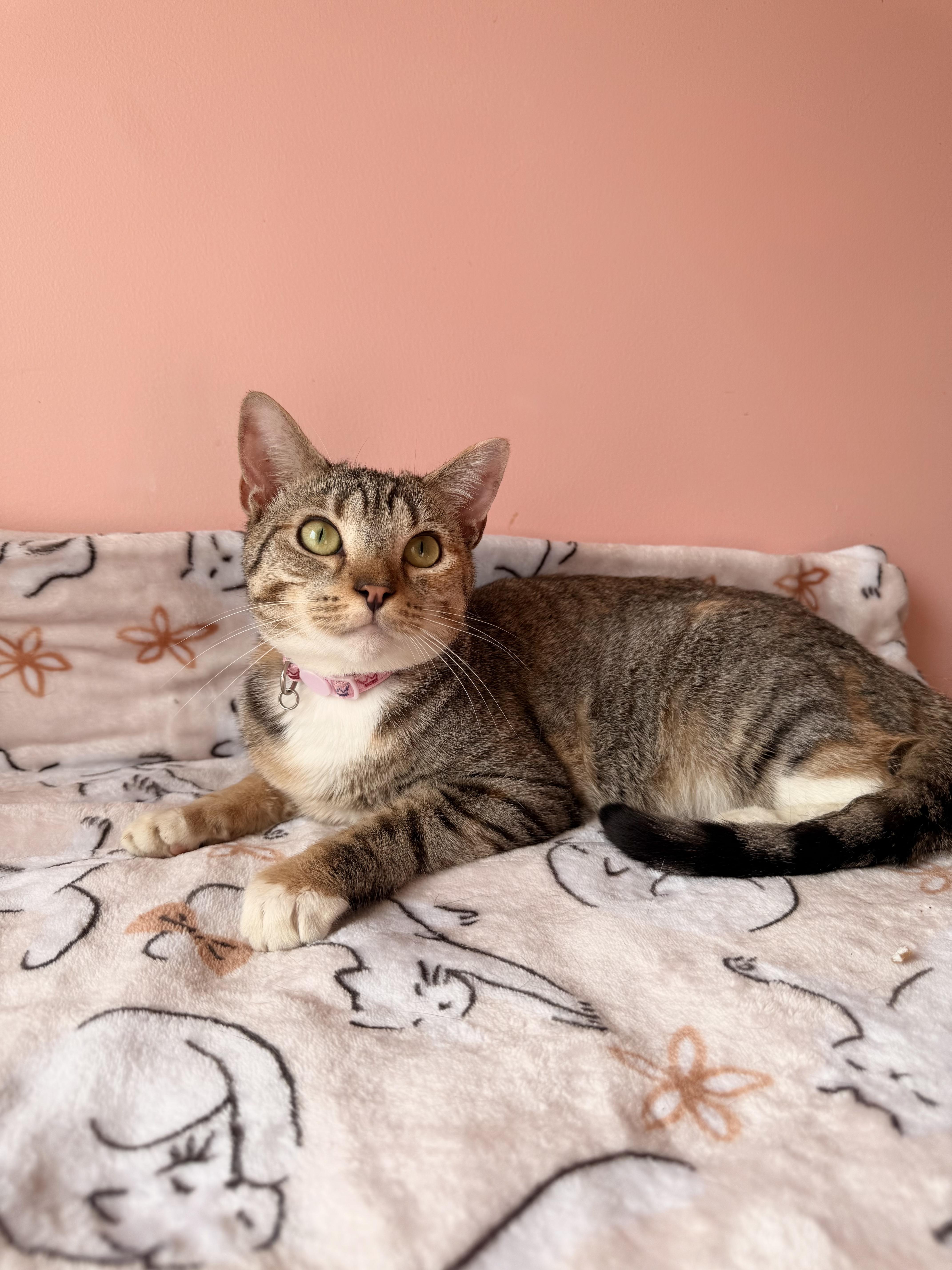 Enlarge MAYA, a Adoptable Calico in New York, NY image 4/6