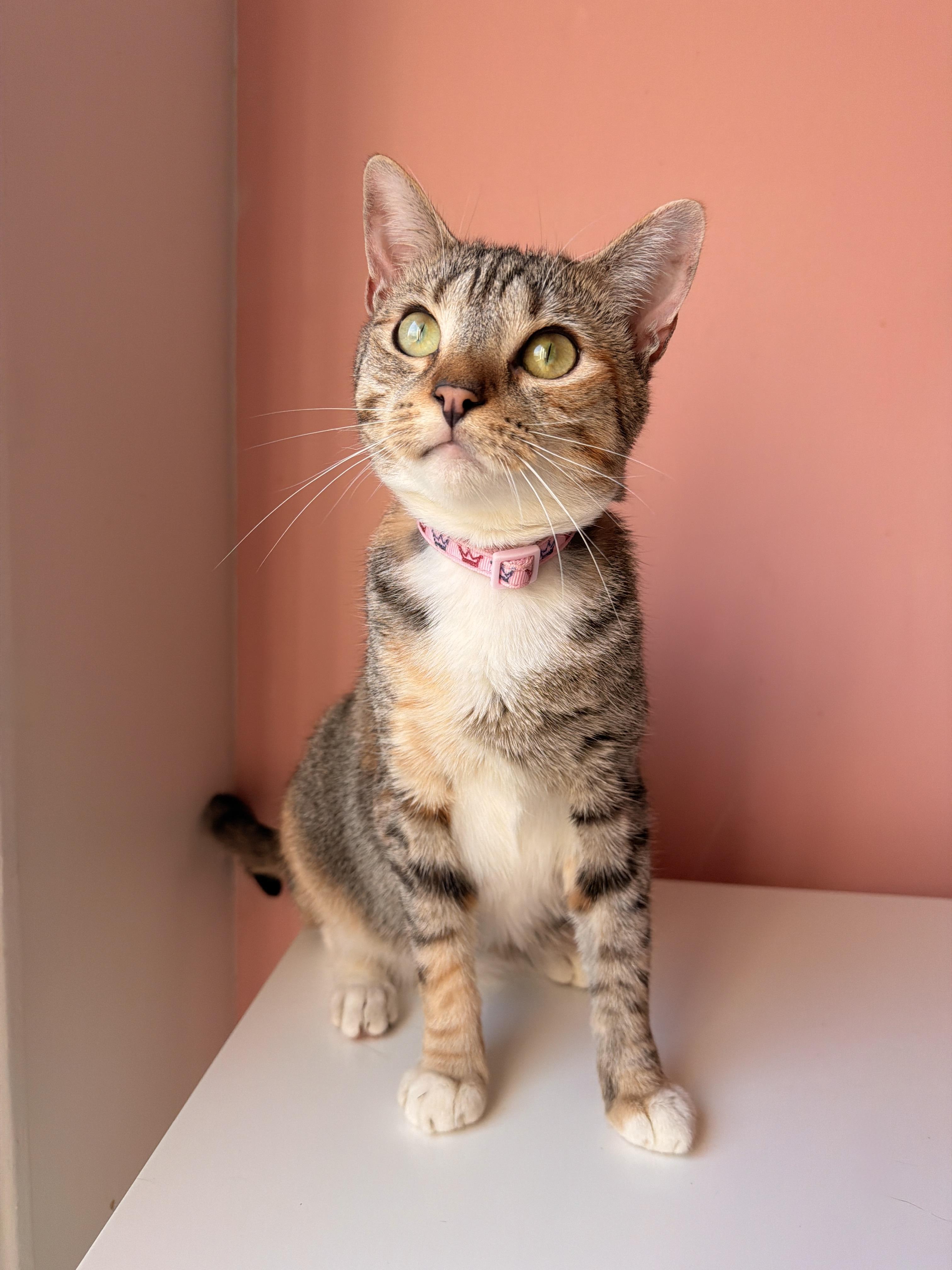 Enlarge MAYA, a Adoptable Calico in New York, NY image 2/6