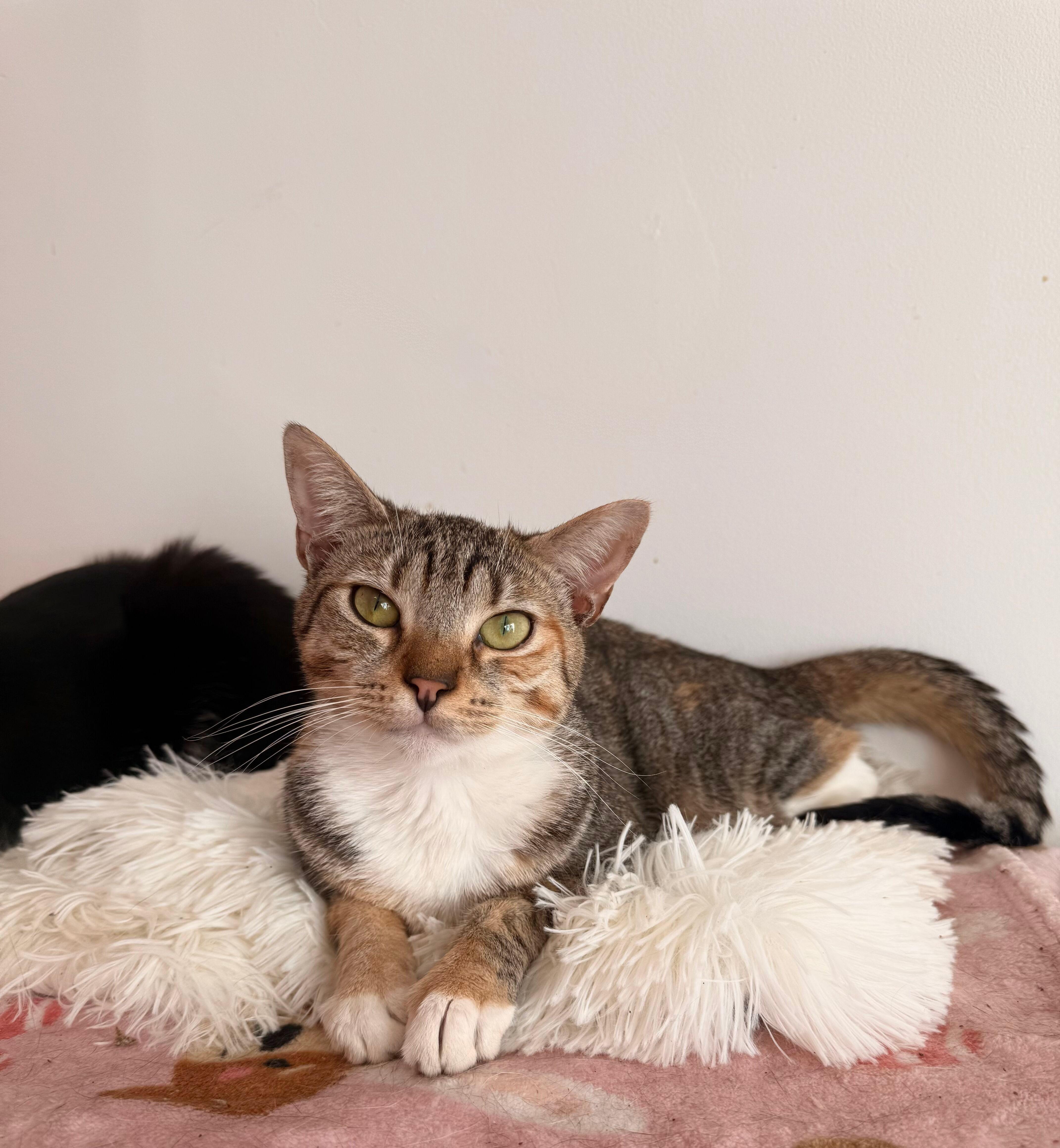 Enlarge MAYA, a Adoptable Calico in New York, NY image 5/6
