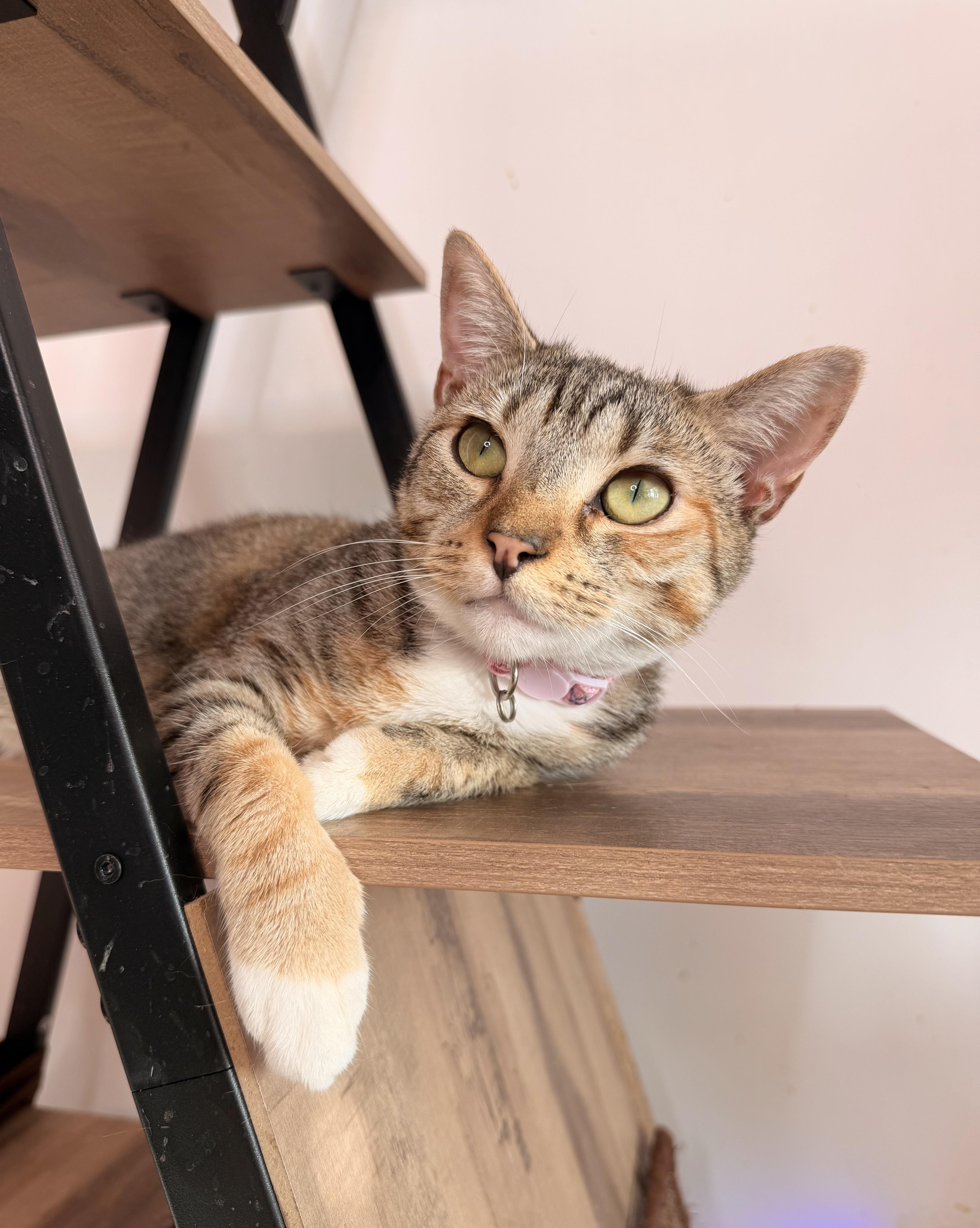 Enlarge MAYA, a Adoptable Calico in New York, NY image 3/6