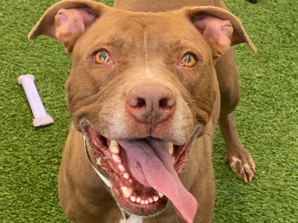 Enlarge FEYA, a Adoptable mixed breed in Phoenix, AZ image 1/1