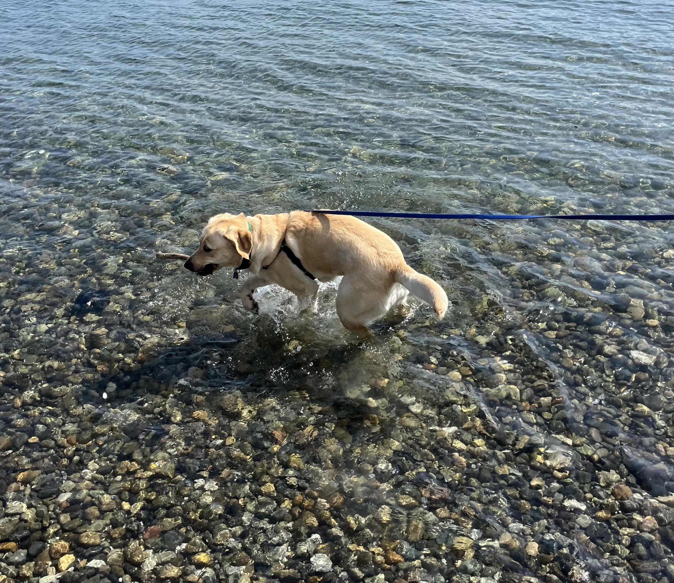 Olive, Adopted, Young Female Yellow Labrador Retriever.