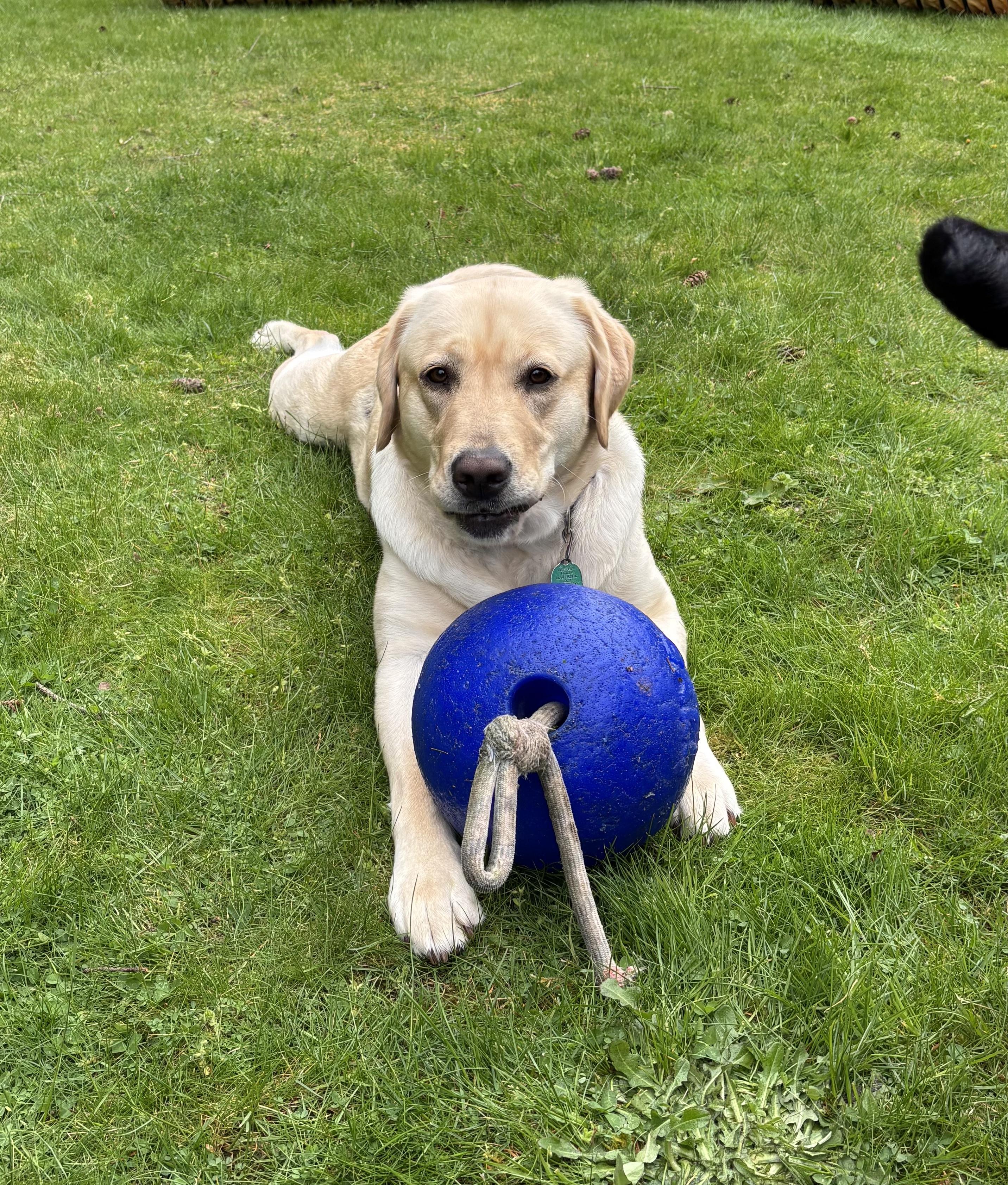 Enlarge Olive, a Adopted Yellow Labrador Retriever in Anacortes, WA image 3/4