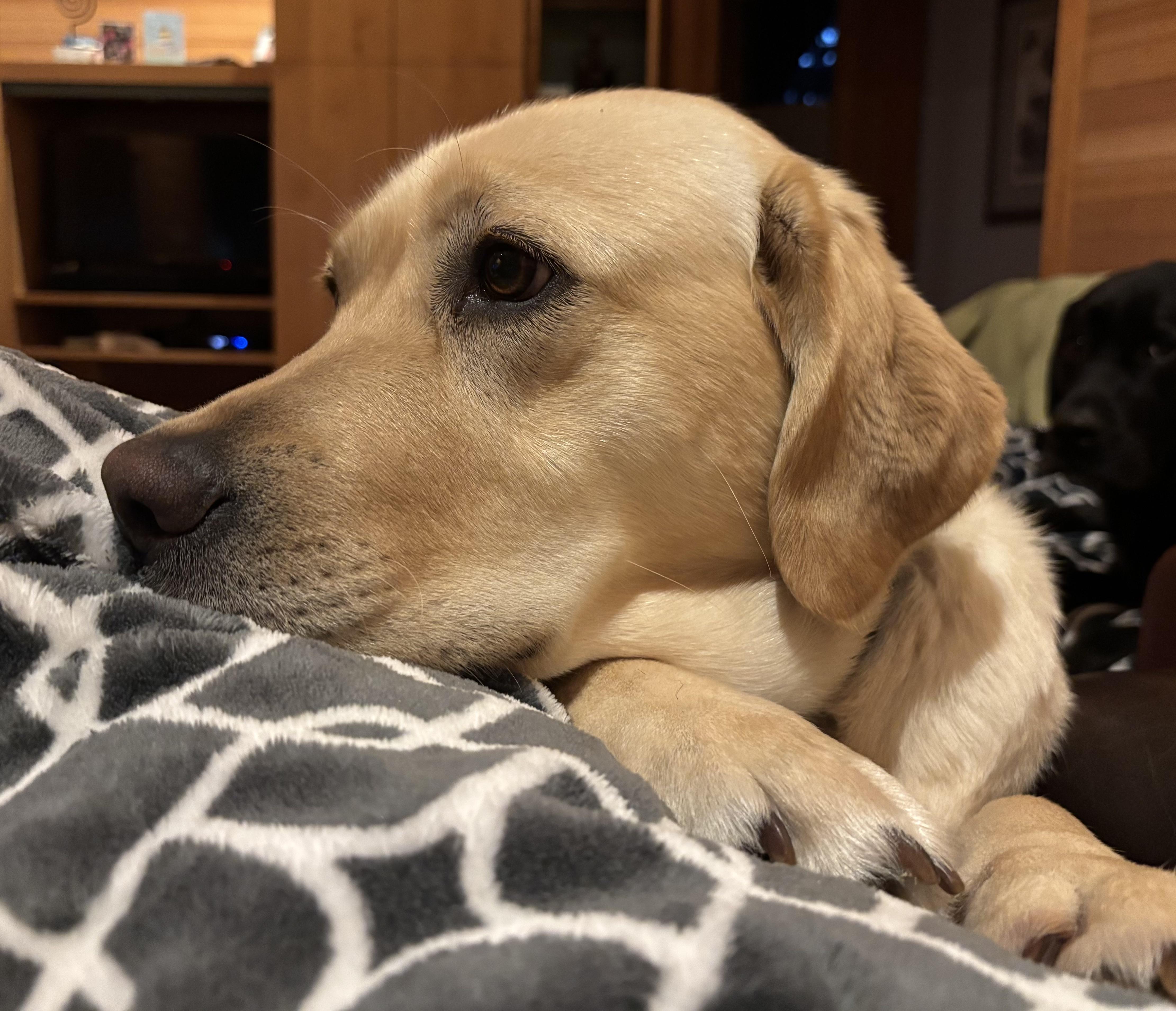 Enlarge Olive, a Adopted Yellow Labrador Retriever in Anacortes, WA image 1/4