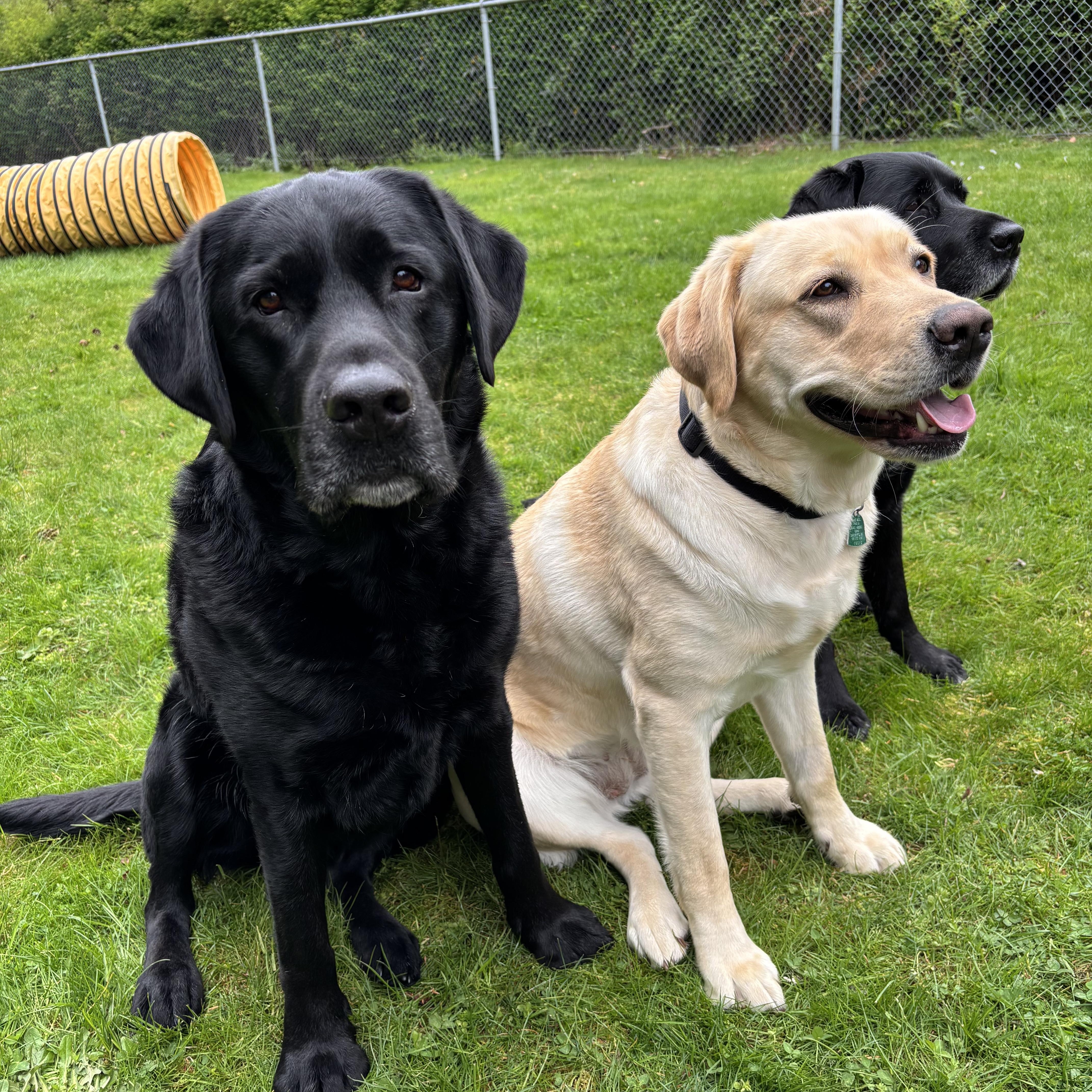 Enlarge Olive, a Adopted Yellow Labrador Retriever in Anacortes, WA image 4/4