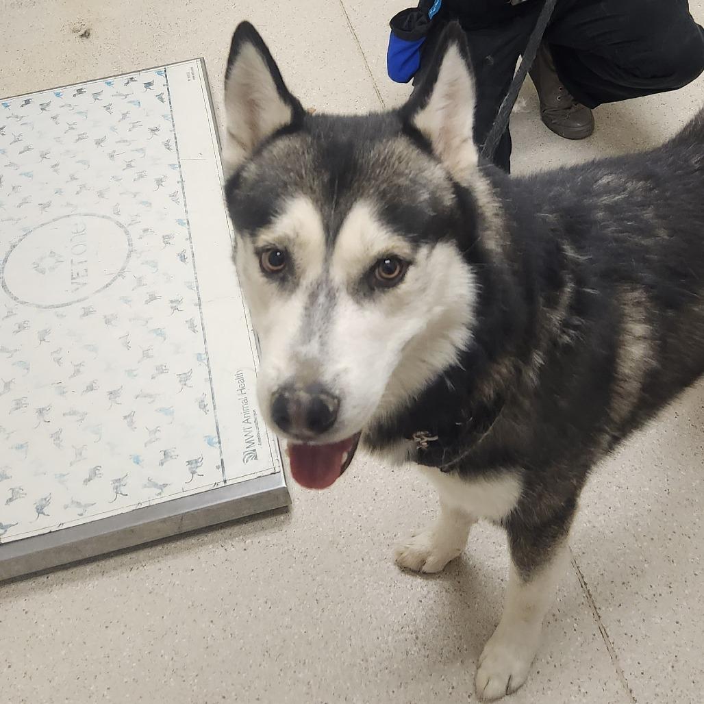 Diesel, Adoptable, Adult Male Husky.