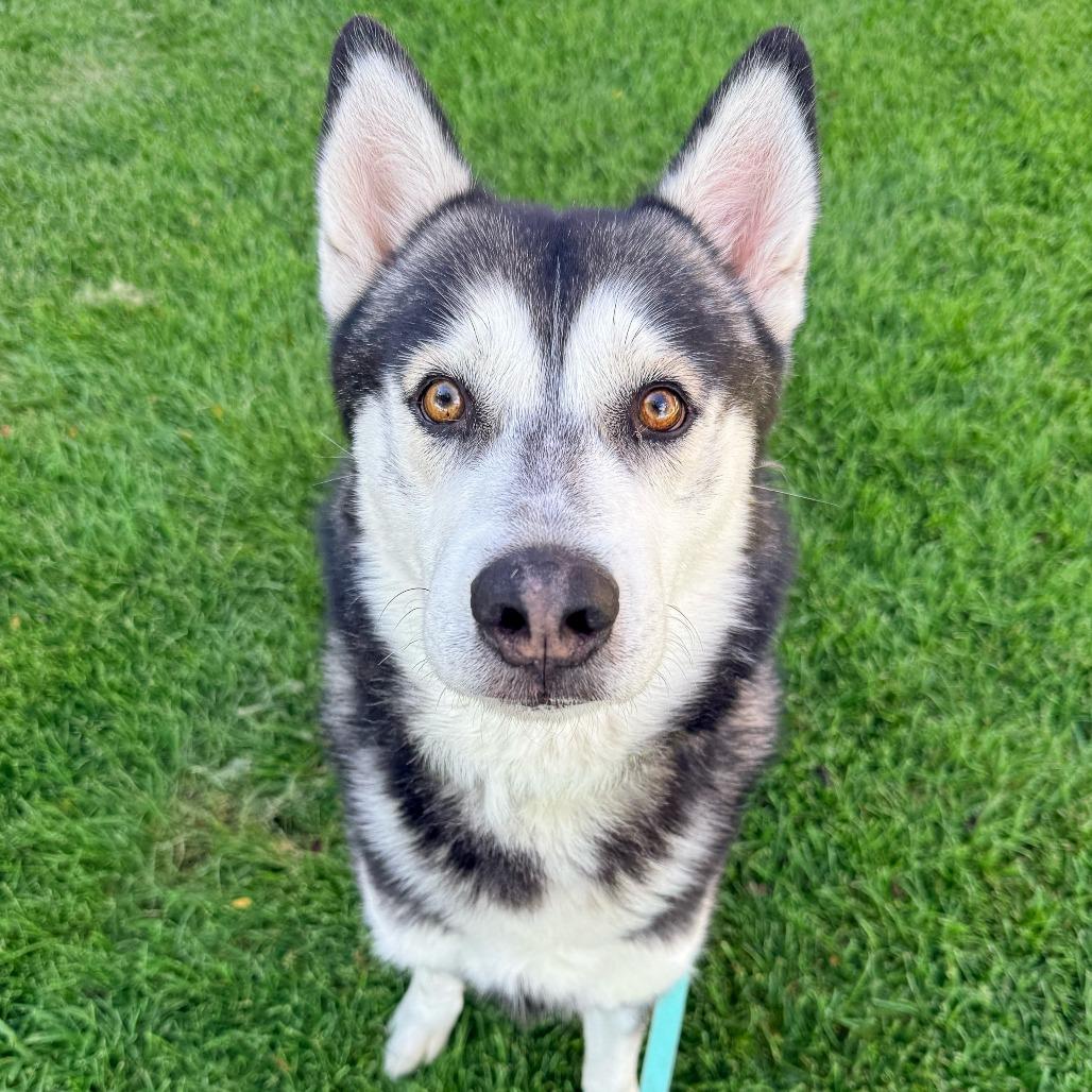 Diesel, a Adoptable Husky in Murray, UT image 2/2
