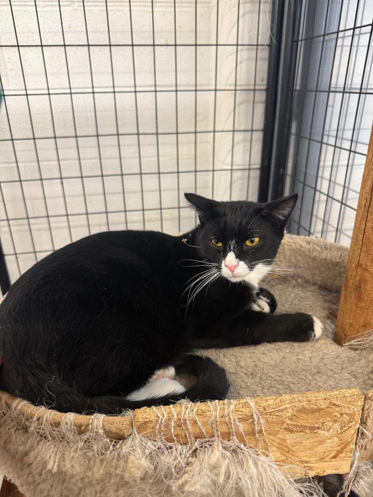 Davy Jones, a Adoptable mixed breed in Richmond, IN image 1/5