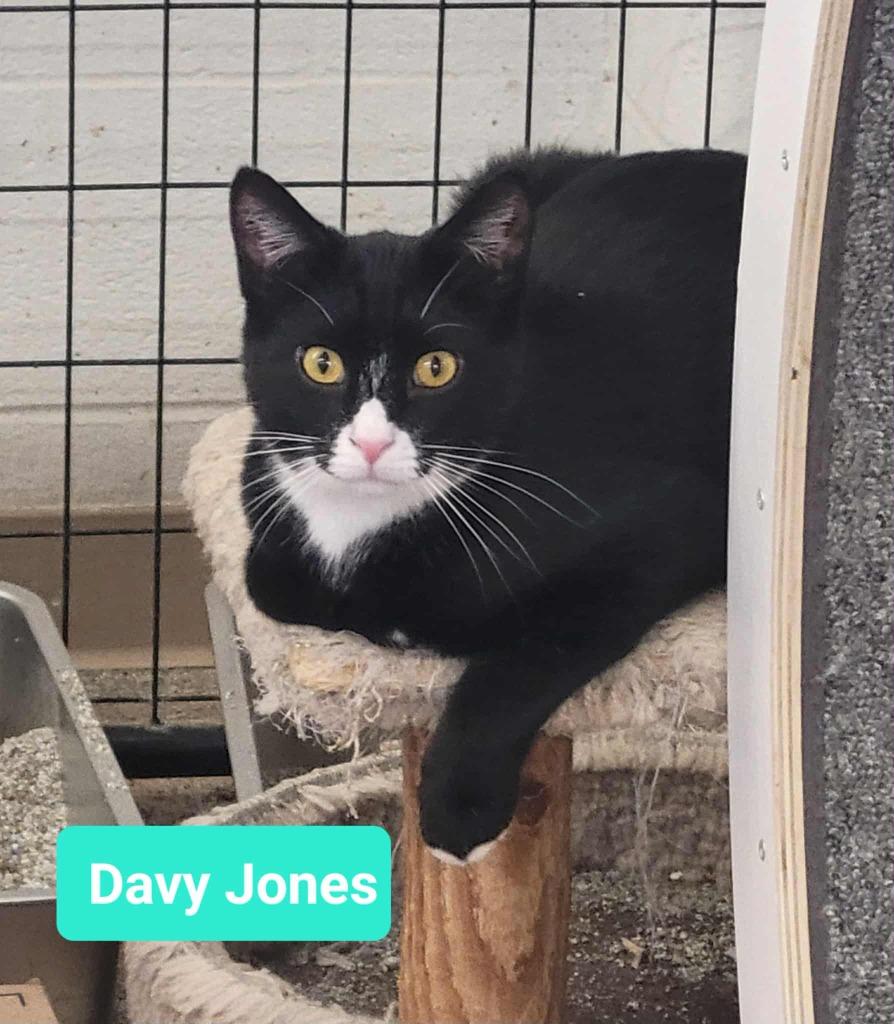 Davy Jones, a Adoptable mixed breed in Richmond, IN image 2/5