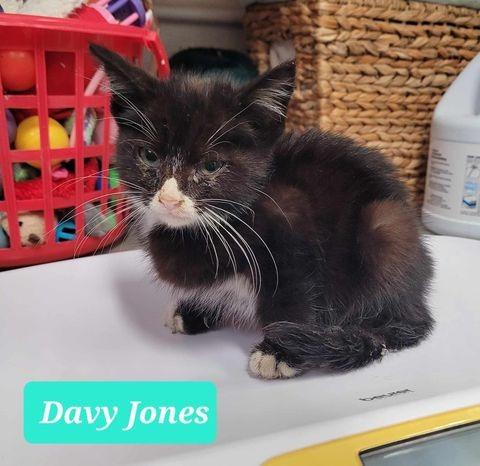 Davy Jones, a Adoptable mixed breed in Richmond, IN image 3/5