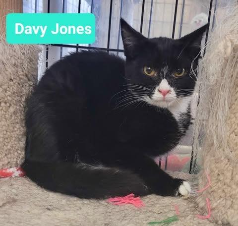 Davy Jones, a Adoptable mixed breed in Richmond, IN image 4/5