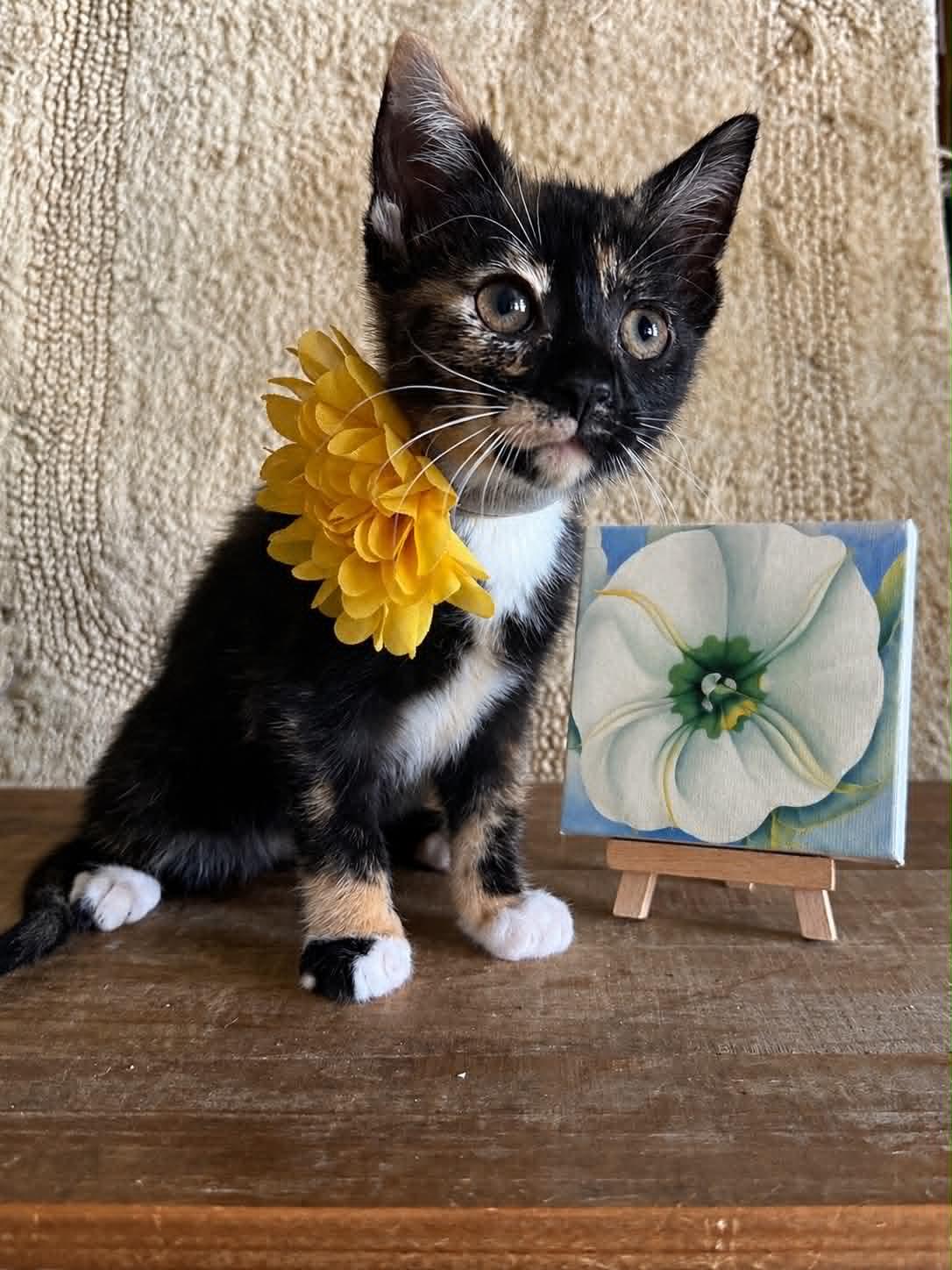 Georgia O'Keeffe, Adopted, Kitten Female Domestic Short Hair.