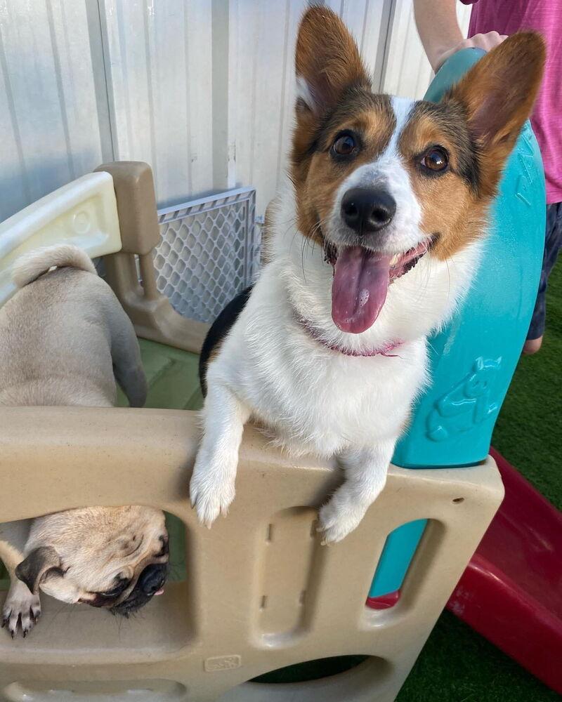 Mozzy, Adoptable, Adult Female Corgi.
