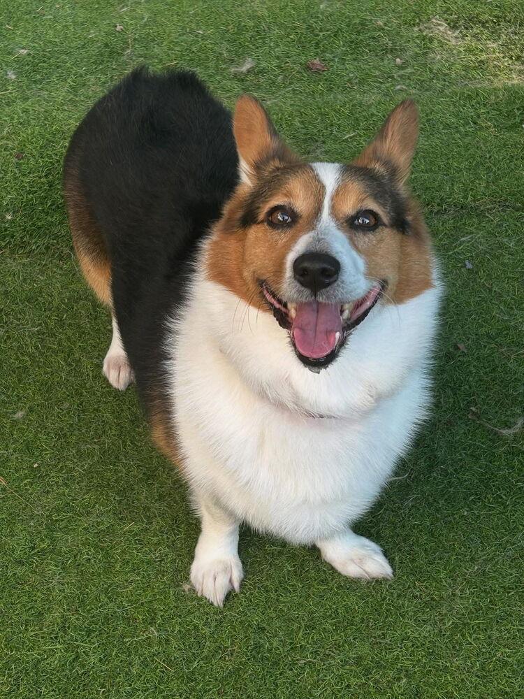 Enlarge Mozzy, a Adoptable Corgi in Mocksville, NC image 2/2