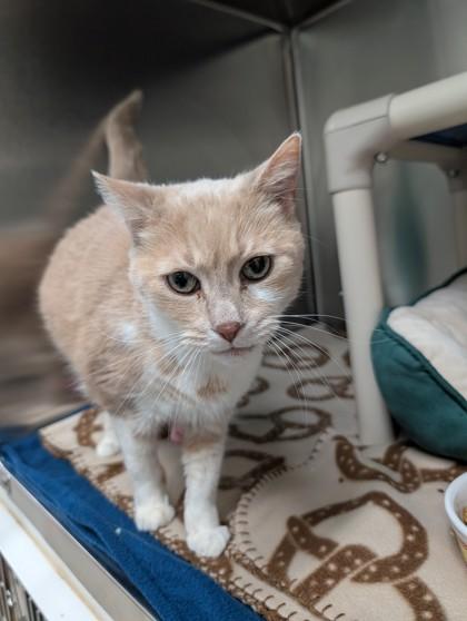 Enlarge Tracey, an adopted Domestic Short Hair in Whitby, ON image 1/3