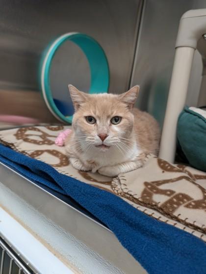 Enlarge Tracey, an adopted Domestic Short Hair in Whitby, ON image 2/3