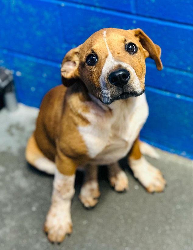 Enlarge Picasso, a Adopted Cattle Dog in Clarkesville, GA image 1/1