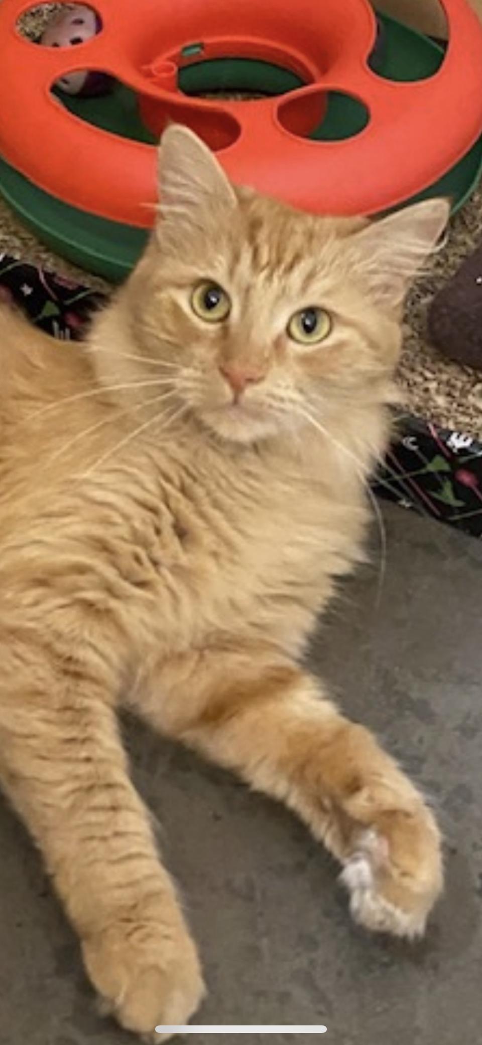 Scarlet, Adoptable, Young Female Domestic Medium Hair.