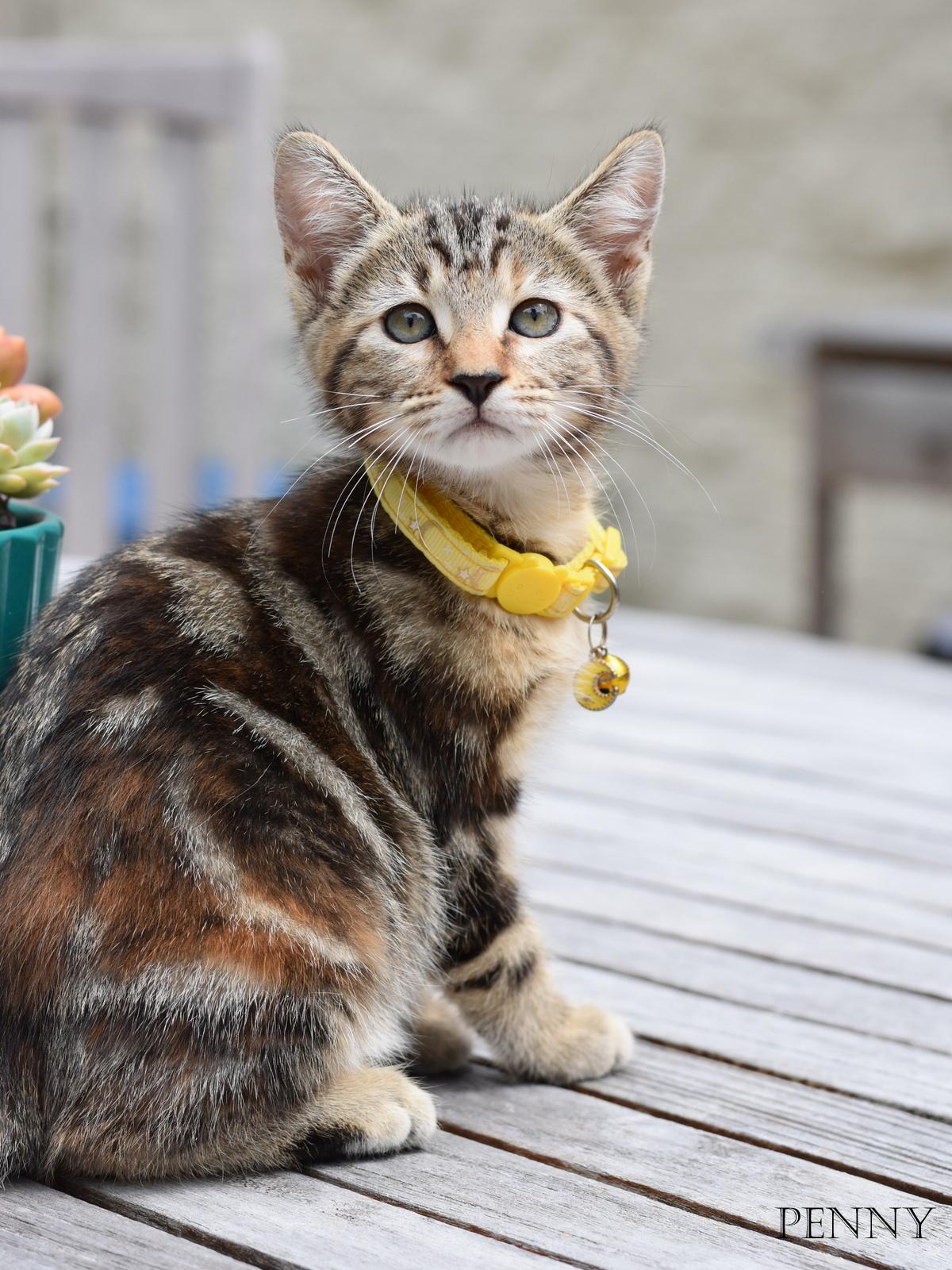 Enlarge Penny, an adopted mixed breed in Conroe, TX image 4/5