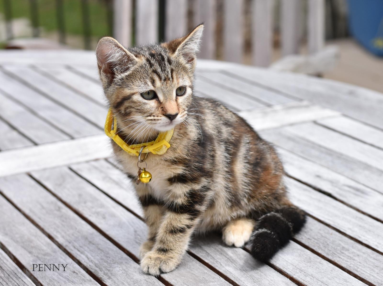 Penny, adopted, Kitten Female Domestic Short Hair.