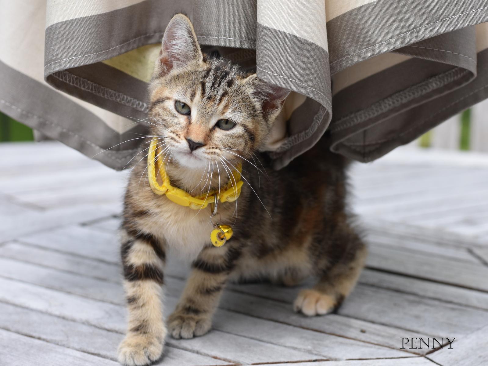 Enlarge Penny, an adopted mixed breed in Conroe, TX image 3/5