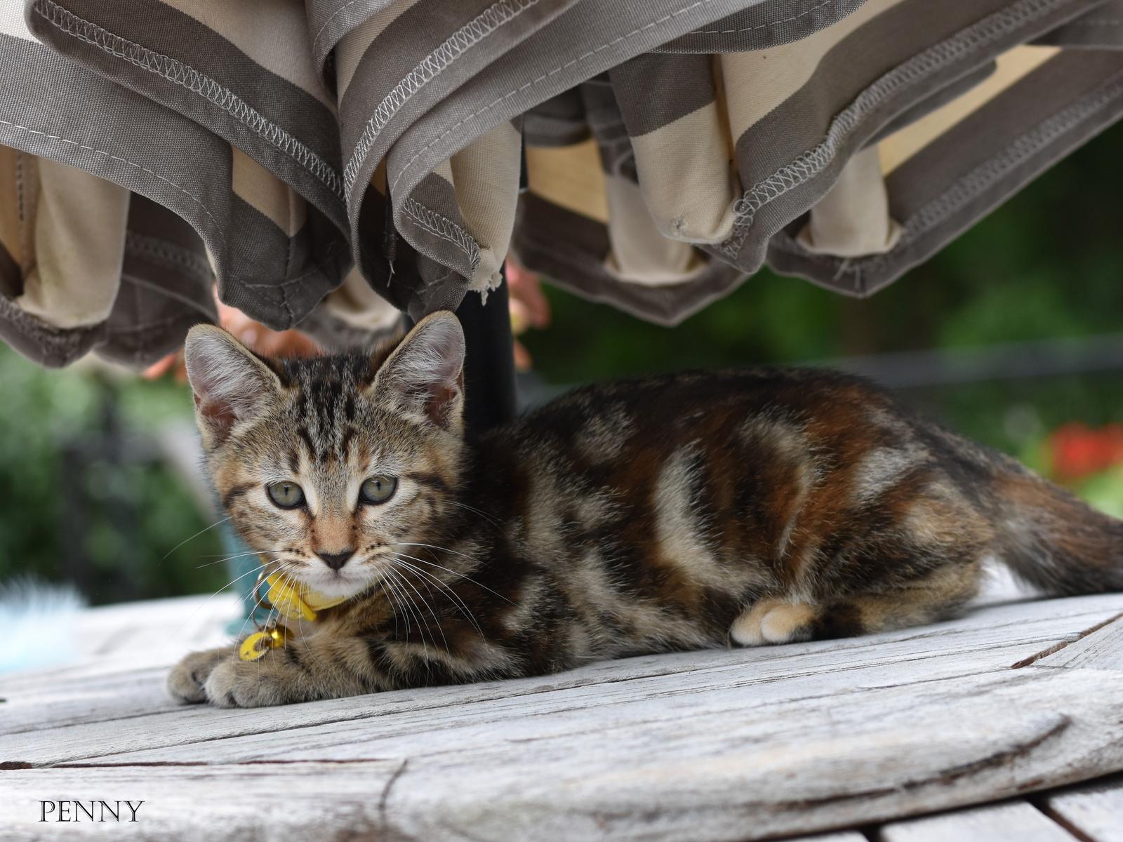 Enlarge Penny, an adopted mixed breed in Conroe, TX image 2/5