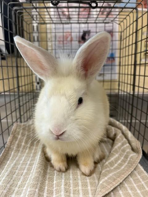 SLINKY, Adoptable, Young Male Bunny Rabbit.