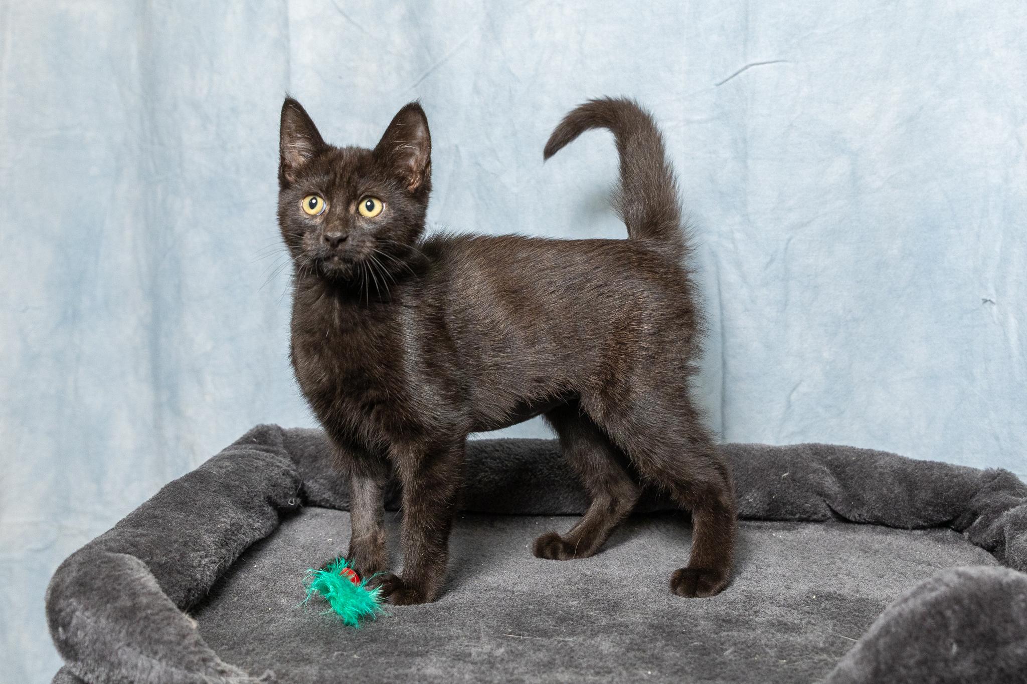 Enlarge Eemy, a ADOPTABLE Domestic Short Hair in Mount Juliet, TN image 2/2