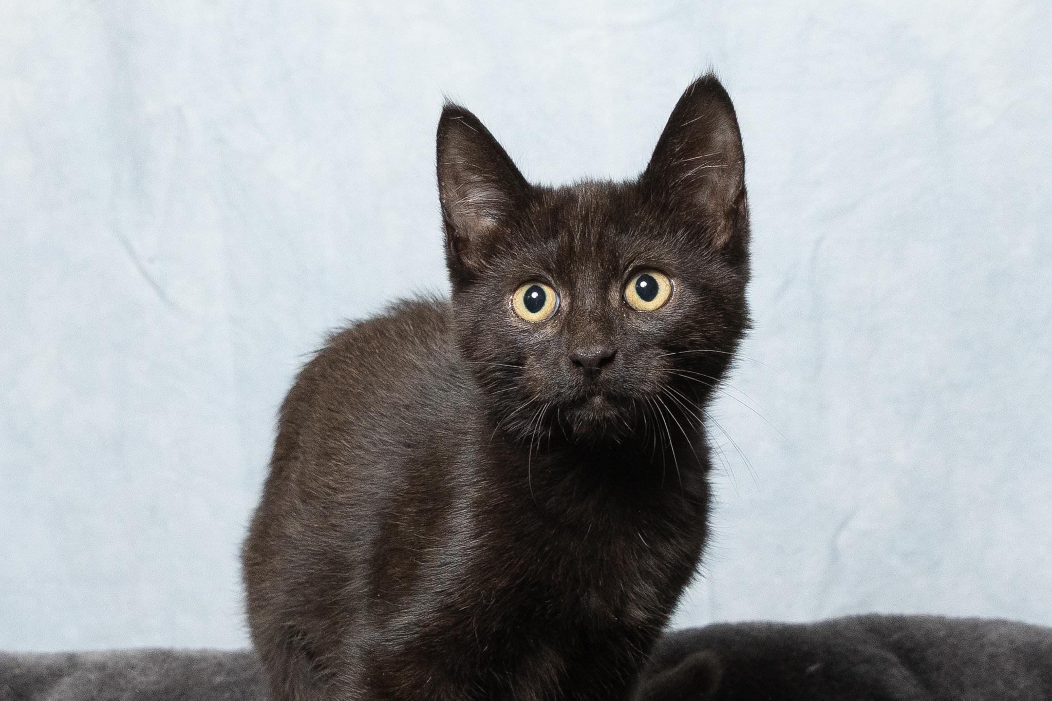 Eemy, ADOPTABLE, Young Female Domestic Short Hair.