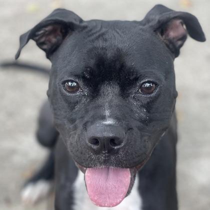 Enlarge Pansy, a Adoptable mixed breed in Indianapolis, IN image 1/5