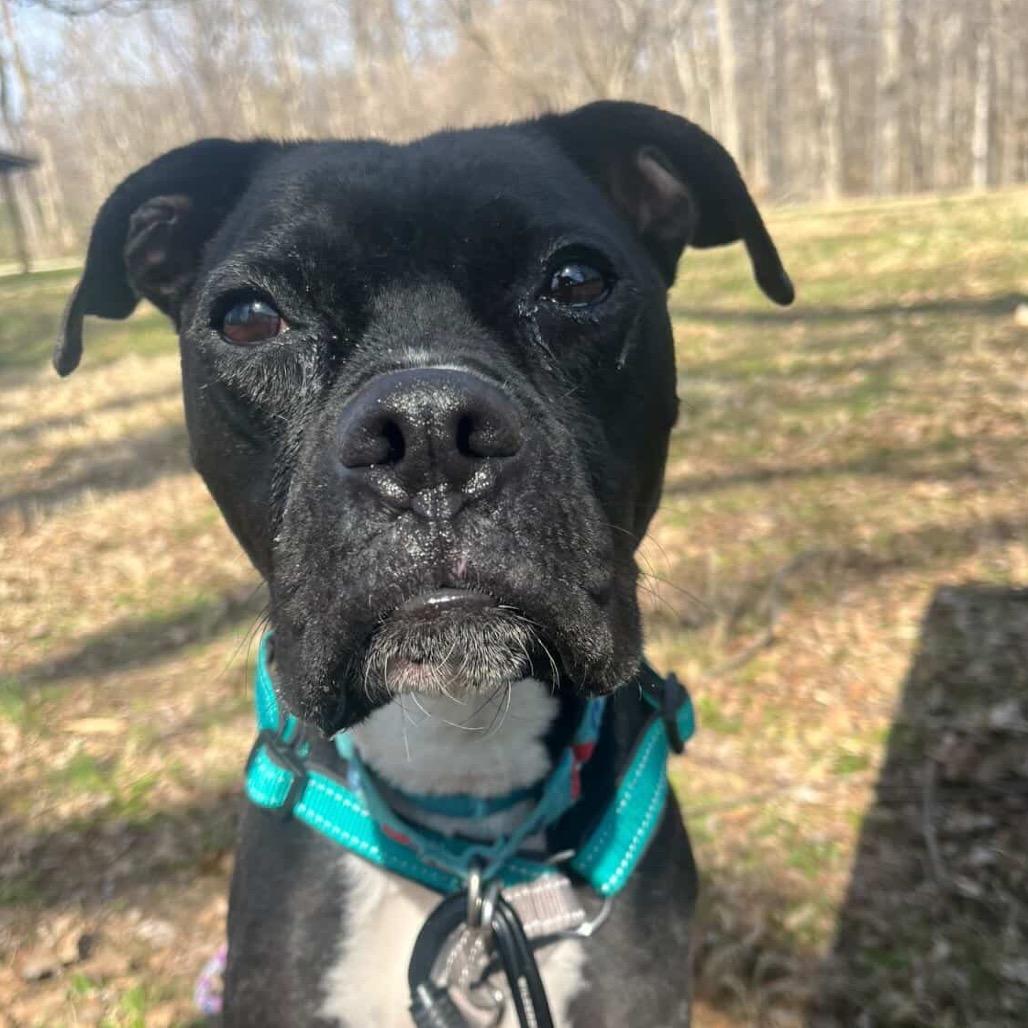 Enlarge Pansy, a Adoptable mixed breed in Indianapolis, IN image 2/6