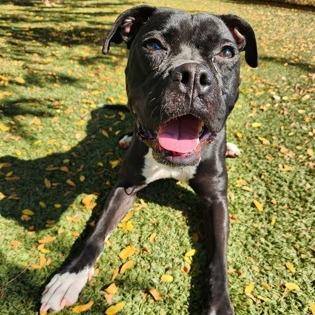 Enlarge Pansy, a Adoptable mixed breed in Indianapolis, IN image 2/5