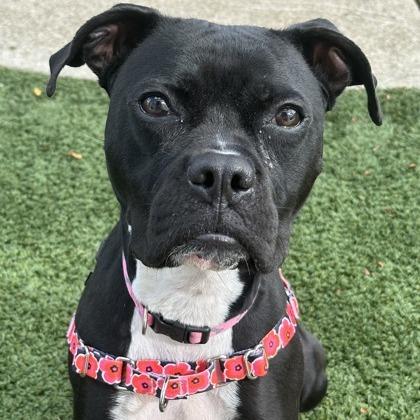 Enlarge Pansy, a Adoptable mixed breed in Indianapolis, IN image 3/5